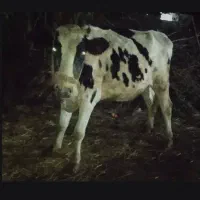 گاو آبستن|حیوانات مزرعه|لیسار, |دیوار