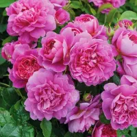 نهال گل محمدی