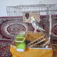 عروس هلندی مولد