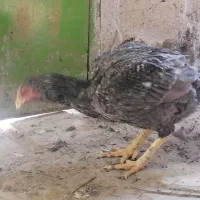 فروش مرغ و خروس لاری 700|حیوانات مزرعه|شیراز, نصر|دیوار