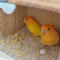 طوطی برزیلی|پرنده|مهر, |دیوار