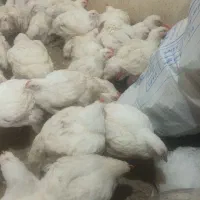 مرغ زنده ،جوجه محلی و جوجه جهادی