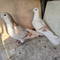 کبوتر کفتر رنگی دمسفید چادری هفترنگ طوقی|پرنده|چهاردانگه (تهران), |دیوار