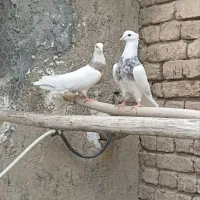 کبوتر طوقی|پرنده|کنگاور, |دیوار