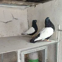 کفتر نرو ماده سینه ۶ دونگ بزن
