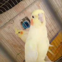 عروس هلندی نرو ماده سالم