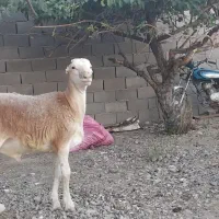دو راس بره قوچی چینی