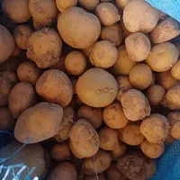 سیب زمینی بذری و خوراکی