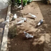 کبوتر