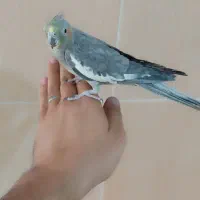 عروس هلندی رام با قفس ووسایل|پرنده|کرمان, |دیوار