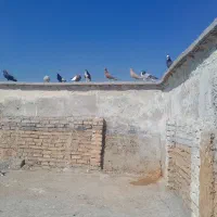 سلام ۲۰ رنگی سفت بفروش می دسد