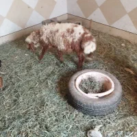 گوسفند