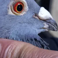 پرنده  جان اردن نر وجوجه جان اردن وگونر