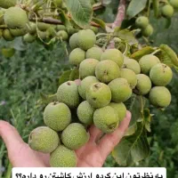 فروش ارقام نهال باردهی از اولین سال به قیمت پارسال