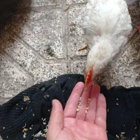 دو عدد جوجه و یک اردک