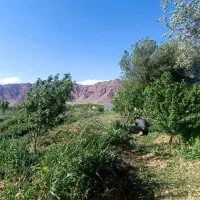 باغ|فروش زمین و ملک کلنگی|آباده, |دیوار