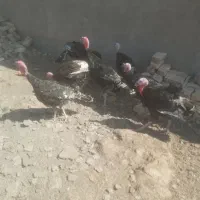 بوقلمون|حیوانات مزرعه|قم, شهرک قدس|دیوار