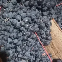 انگور دیم شانی شاهانی سردشت|خوردنی و آشامیدنی|کرج, میدان میوه و تره بار مرکزی|دیوار