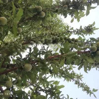 فروش-یک-قطعه-باغچه-به-متراژ-283متر