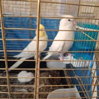 عروس هلندی سخنگو نرو ماده و مرغ عشق|پرنده|قنوات, |دیوار
