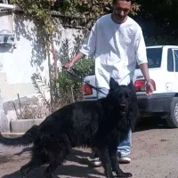 سگ ژرمن بلک سگ نگهبان و گارد|سگ|مشهد, سجاد شهر|دیوار