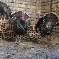 بوقلمون در حیوانات مزرعه