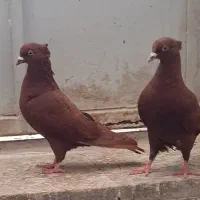 کبوتر فروشی  سرخ|پرنده|بهبهان, |دیوار