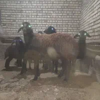 بره ماده پای قوچ