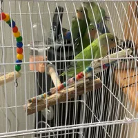 کوتوله بریزیلی|پرنده|شاهین‌شهر, خانه کارگر|دیوار