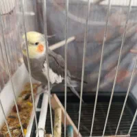 عروس هلندی نر|پرنده|فلاورجان, |دیوار