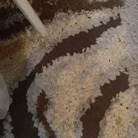 قالی ۴ متری در حد نو