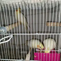 جوجه عروس هلندی ۲ماهه|پرنده|مشهد, گلبرگ شمالی|دیوار