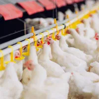 کارگر مرغداری گوشتی