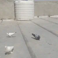 کفتر|پرنده|قم, باغ شازده|دیوار