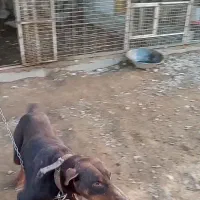 سک نگهبان دوبرمند