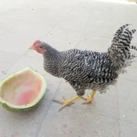 نیمچه خروس ومرغ آمروک اصل|حیوانات مزرعه|یزد, |دیوار