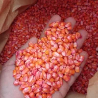 بذر ذرت
