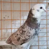 کفتر هما سرور