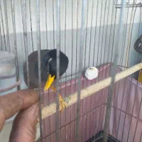 مرغ مینا بهمراه قفس و پایه