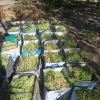 انگور کشمشی مخصوص شیره