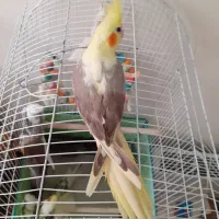 عروس هلندی|پرنده|تهران, جیحون|دیوار