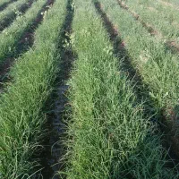 فروش تعدای کود اوره