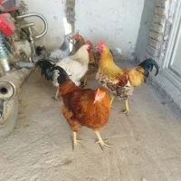 خروس جوان گوشتی|حیوانات مزرعه|سراب, |دیوار