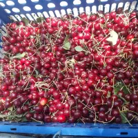 البالو محلی درشت