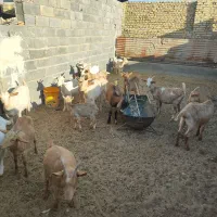 کره ماده دورگ سانن|حیوانات مزرعه|میبد, |دیوار