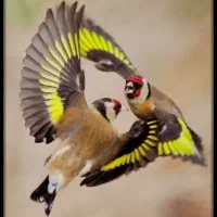 ماده سره داغسر رسمی