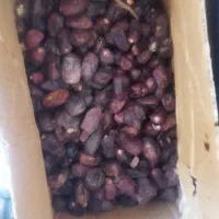 خرید و فروش خرما ضایعات به قیمت بالا
