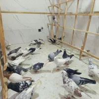 یک چخ کفتر رنگه مقبول همه نوع رنگه داره