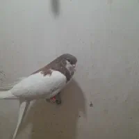 کبوتر فروشی|پرنده|شیراز, شهرک رضوان|دیوار