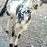 نری داشتی ذات سه قلووسن یک سال و نیم  قدبلند هیکلی